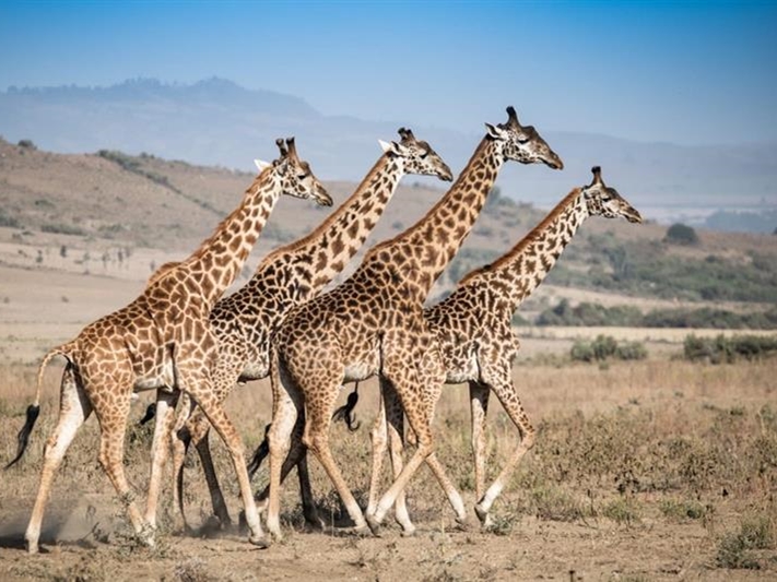 Neues, sicheres Zuhause für 11 Giraffen auf dem Gelände der Vitaplant Kenya