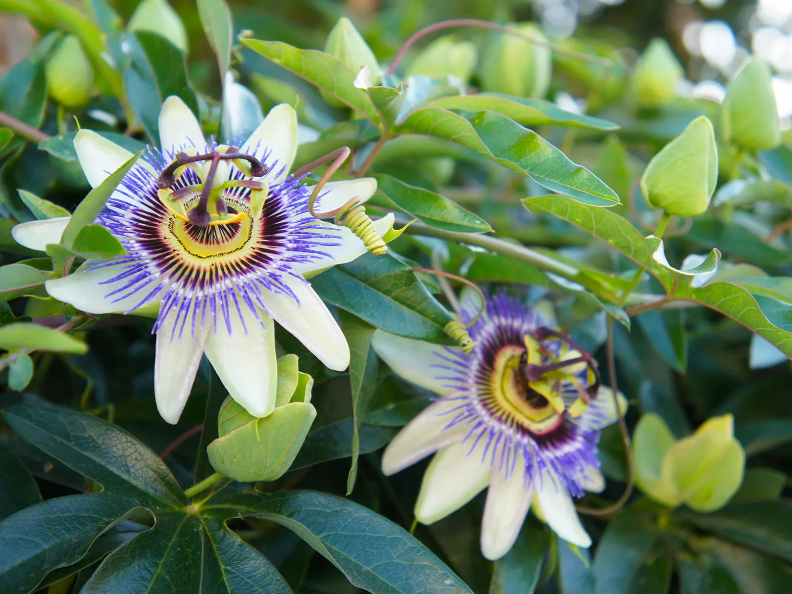 Passionsblume-Passiflora.jpg