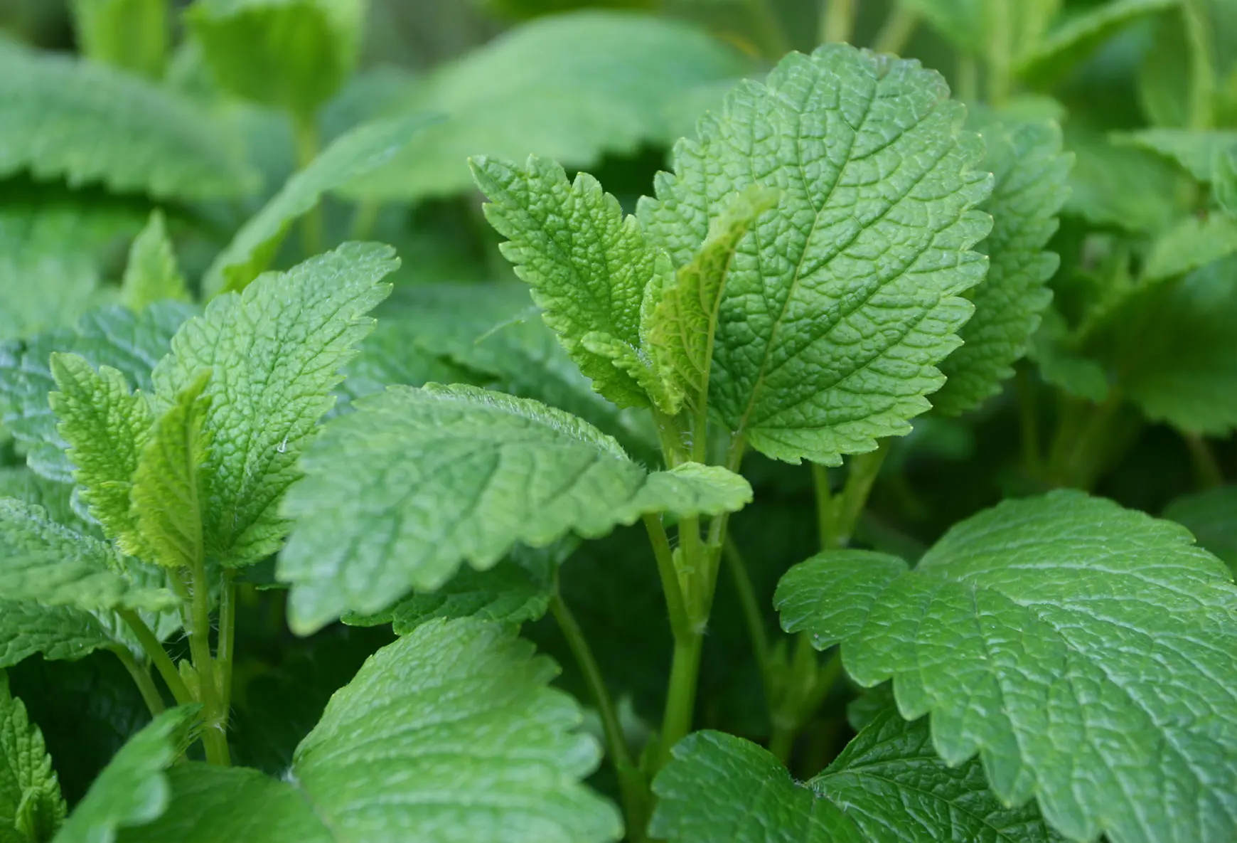 Melisse-Melissa-officinalis.jpg