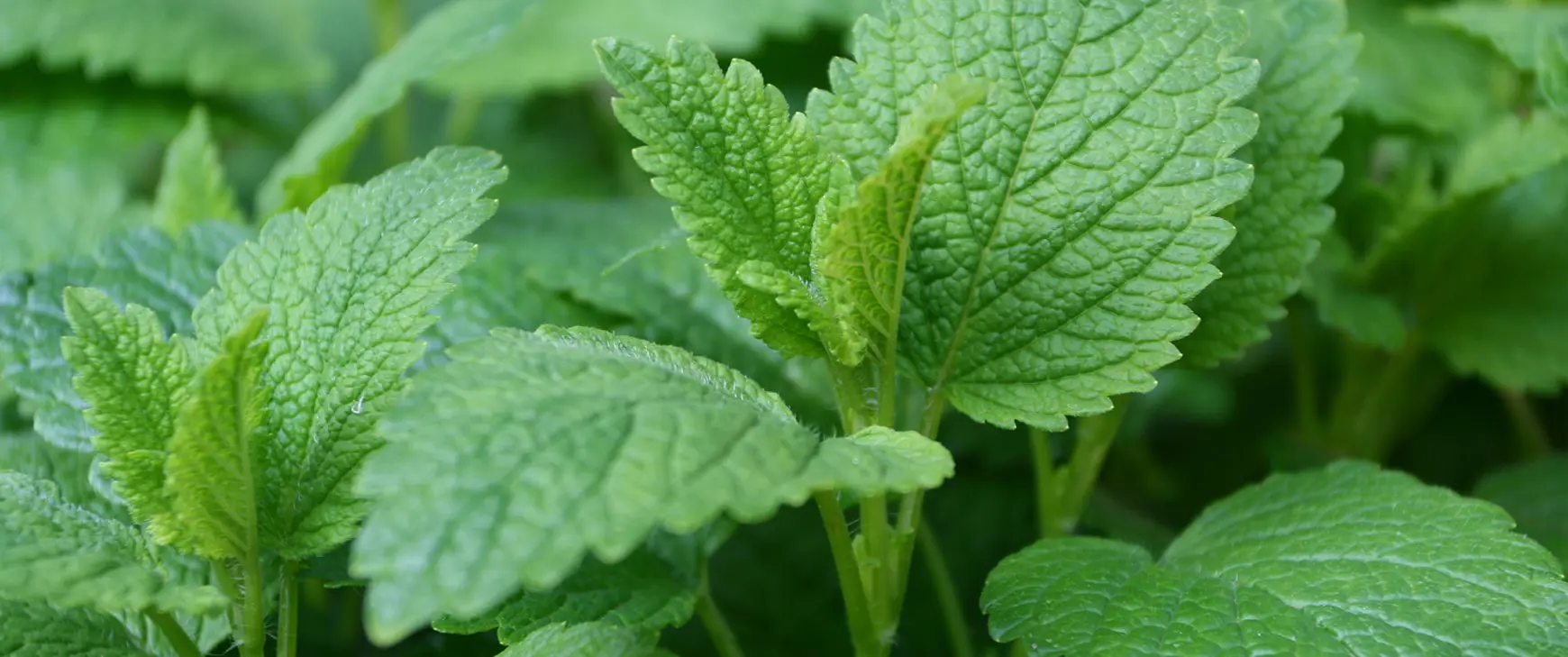 Melisse-Melissa-officinalis.jpg