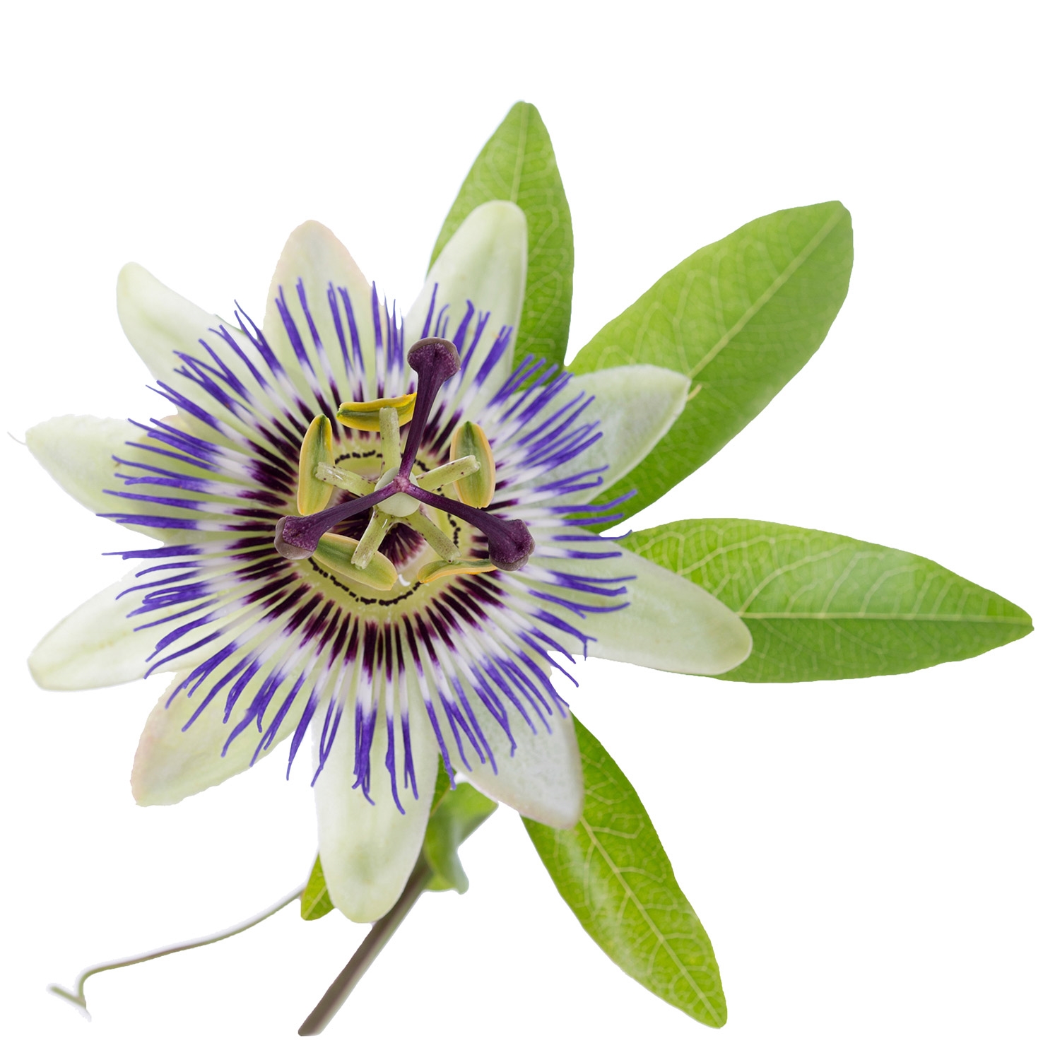 Fleur de la passion (Passiflora incarnata)