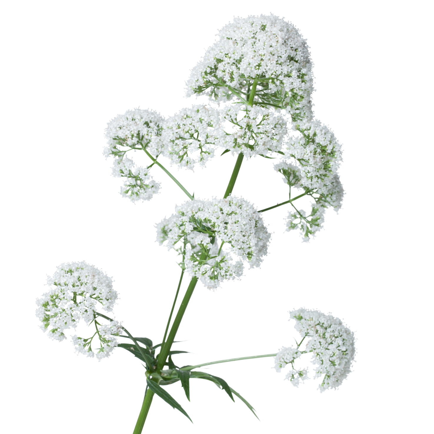 Pflanzenvorschaubild Zellerag