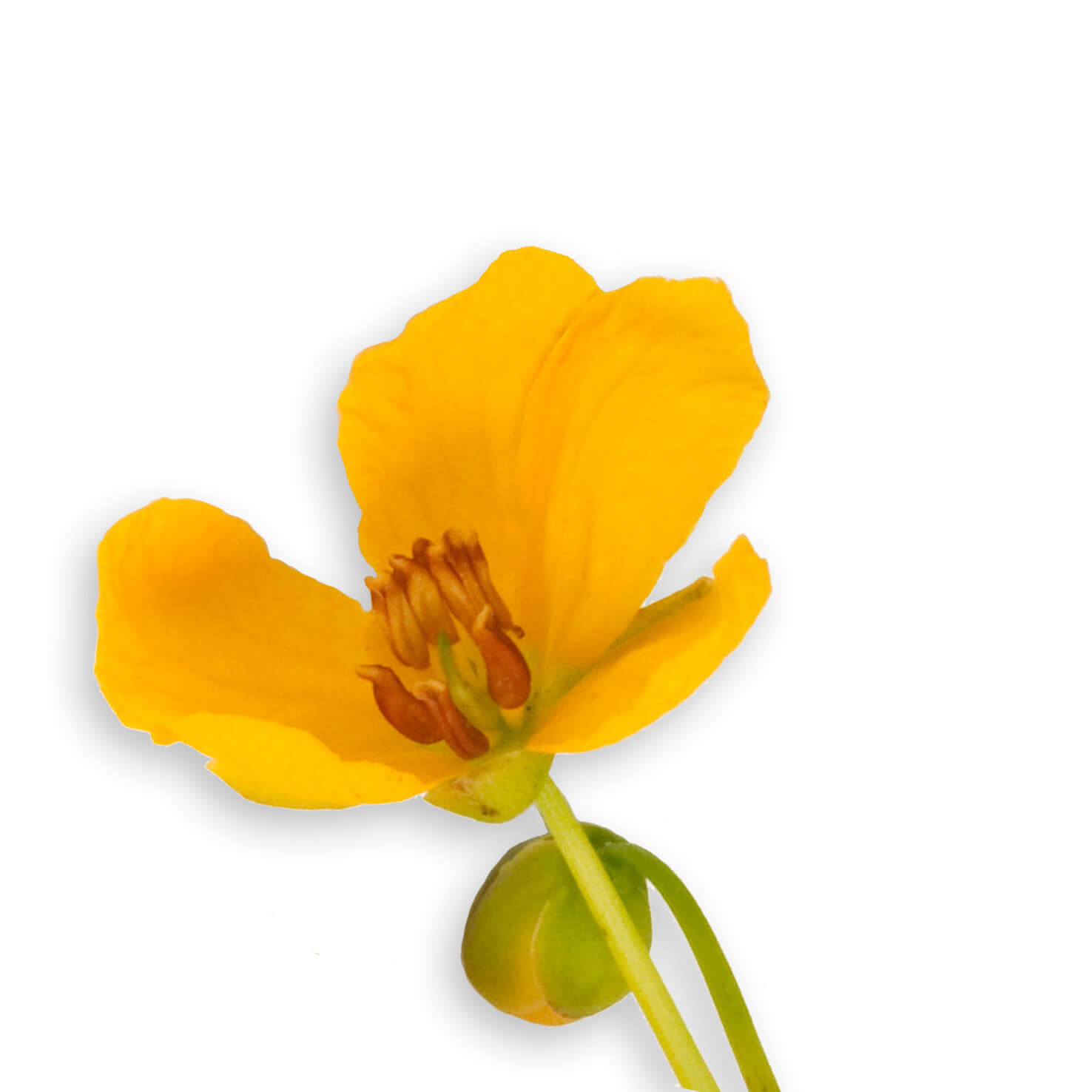 Arzneipflanze-Senna-Cassia-angustifolia.jpg