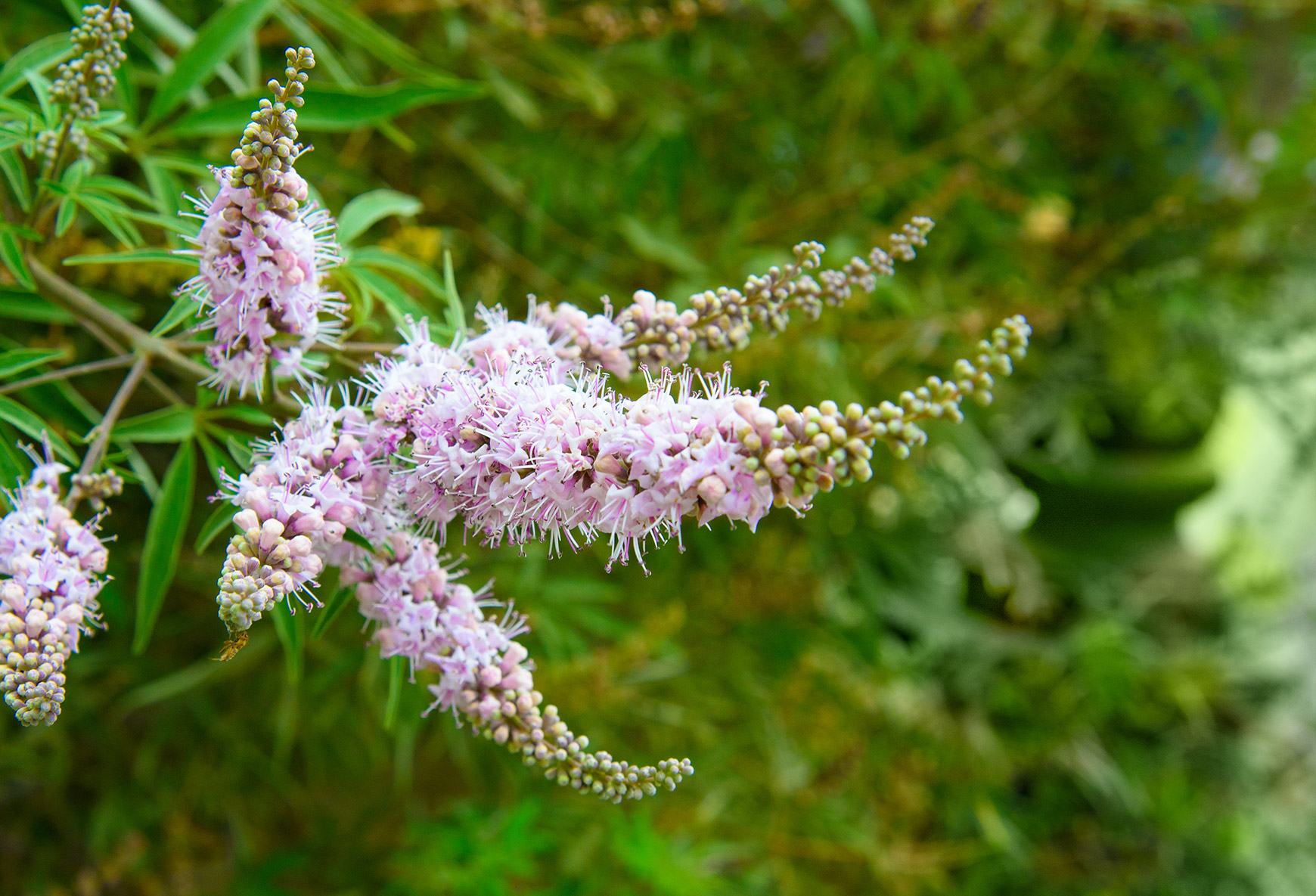 Monk s pepper Vitex agnus castus zeller