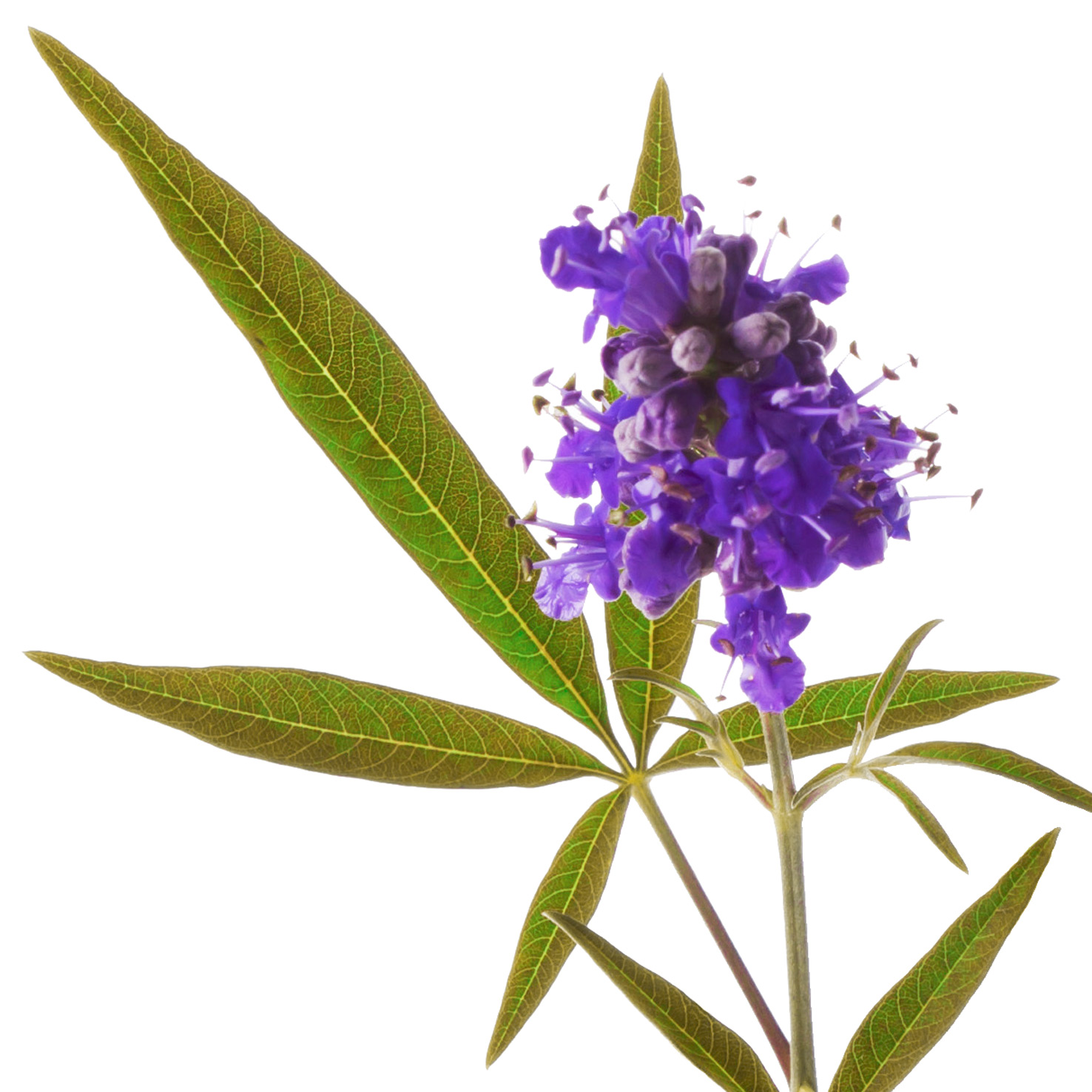 Arzneipflanze-Moenchspfeffer-vitex-agnus-castus.jpg