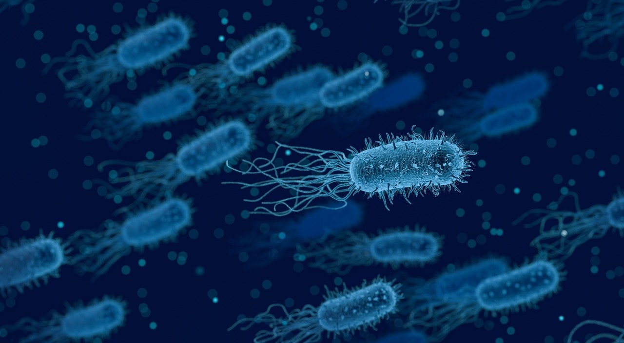 Bakterien im Darm Mikrobiom