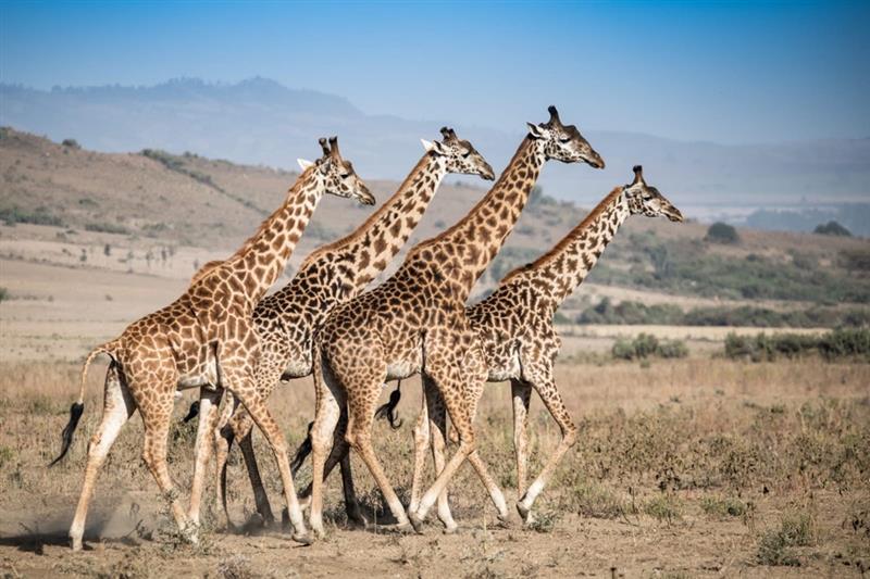 Giraffen Umsiedlung Kenia - Vitaplant