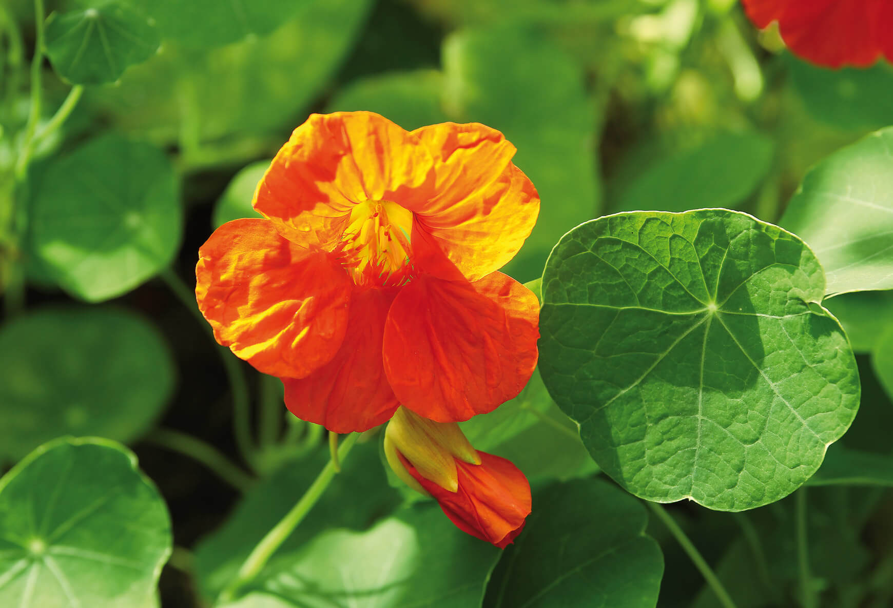 Tropaeolum majus deals