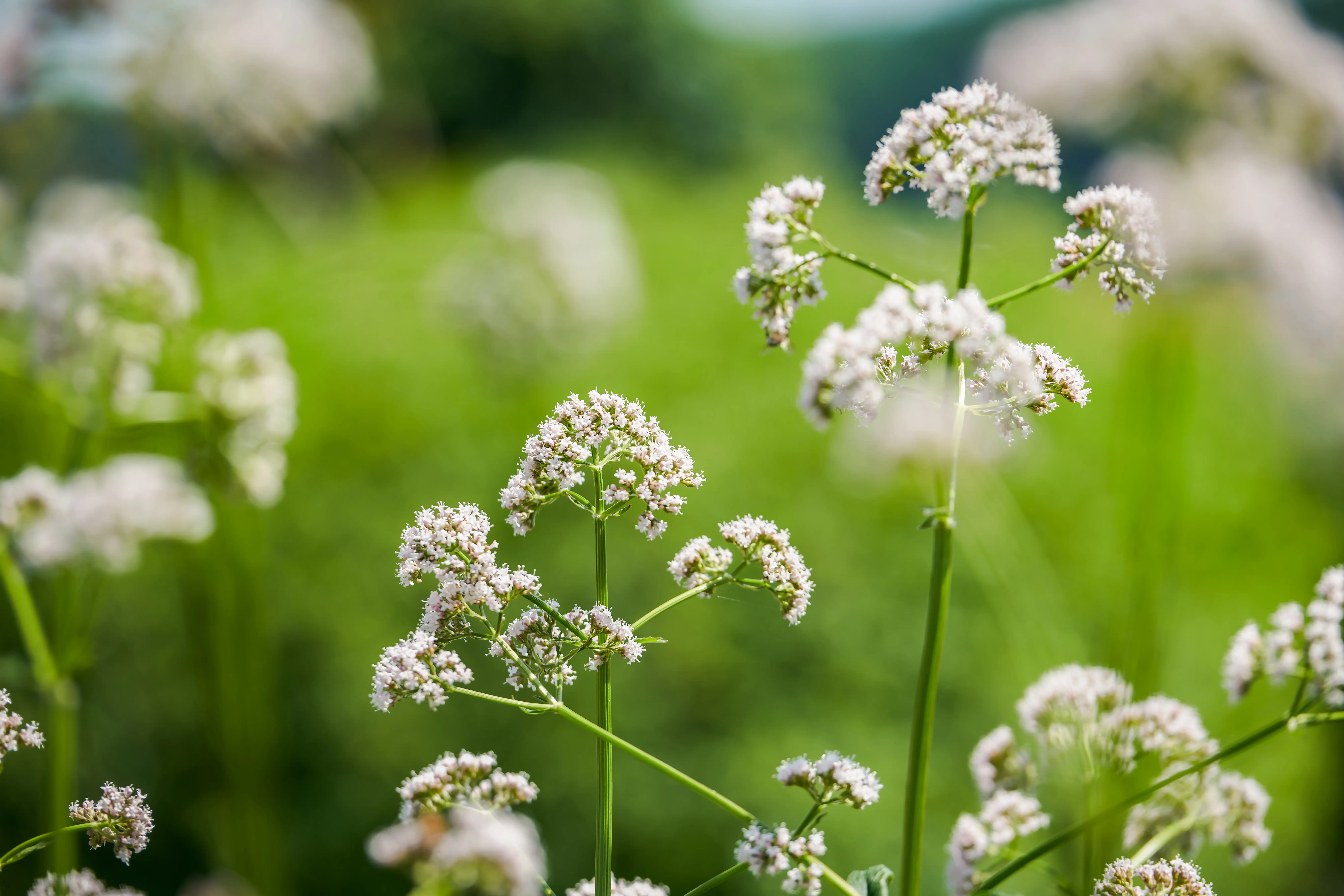 From seed to patient