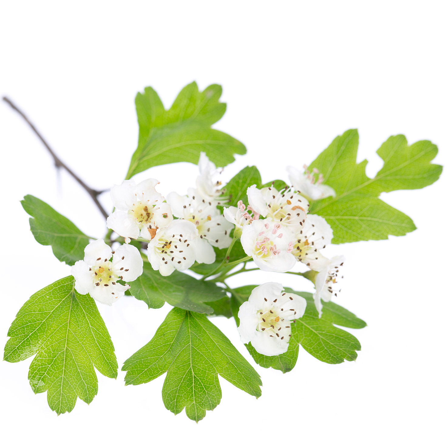 Arzneipflanze-Weissdorn-Crataegus-monogyna.jpg