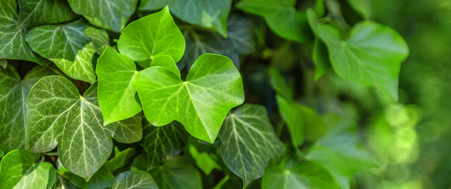 Our Care Guide for Indoor Common English Ivy (Hedera Helix)