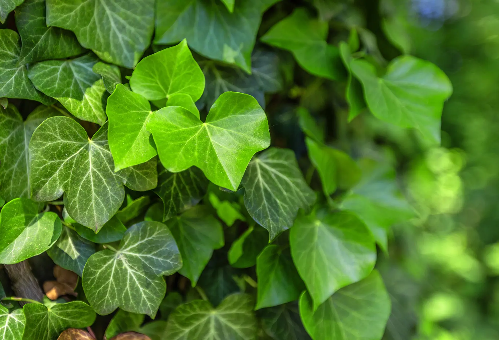Efeu-Hedera-helix-l.jpg