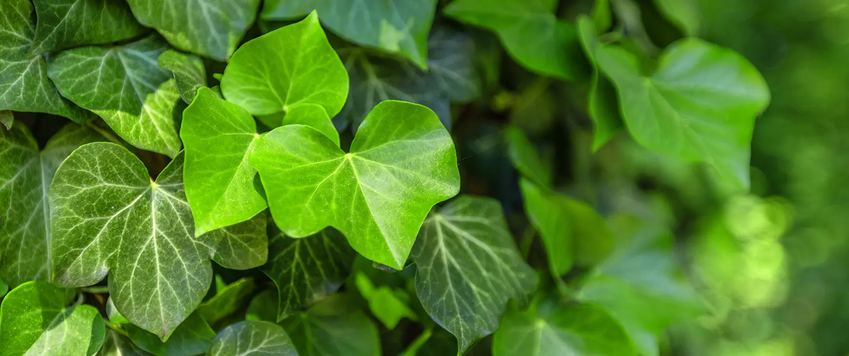 Efeu-Hedera-helix-l.jpg