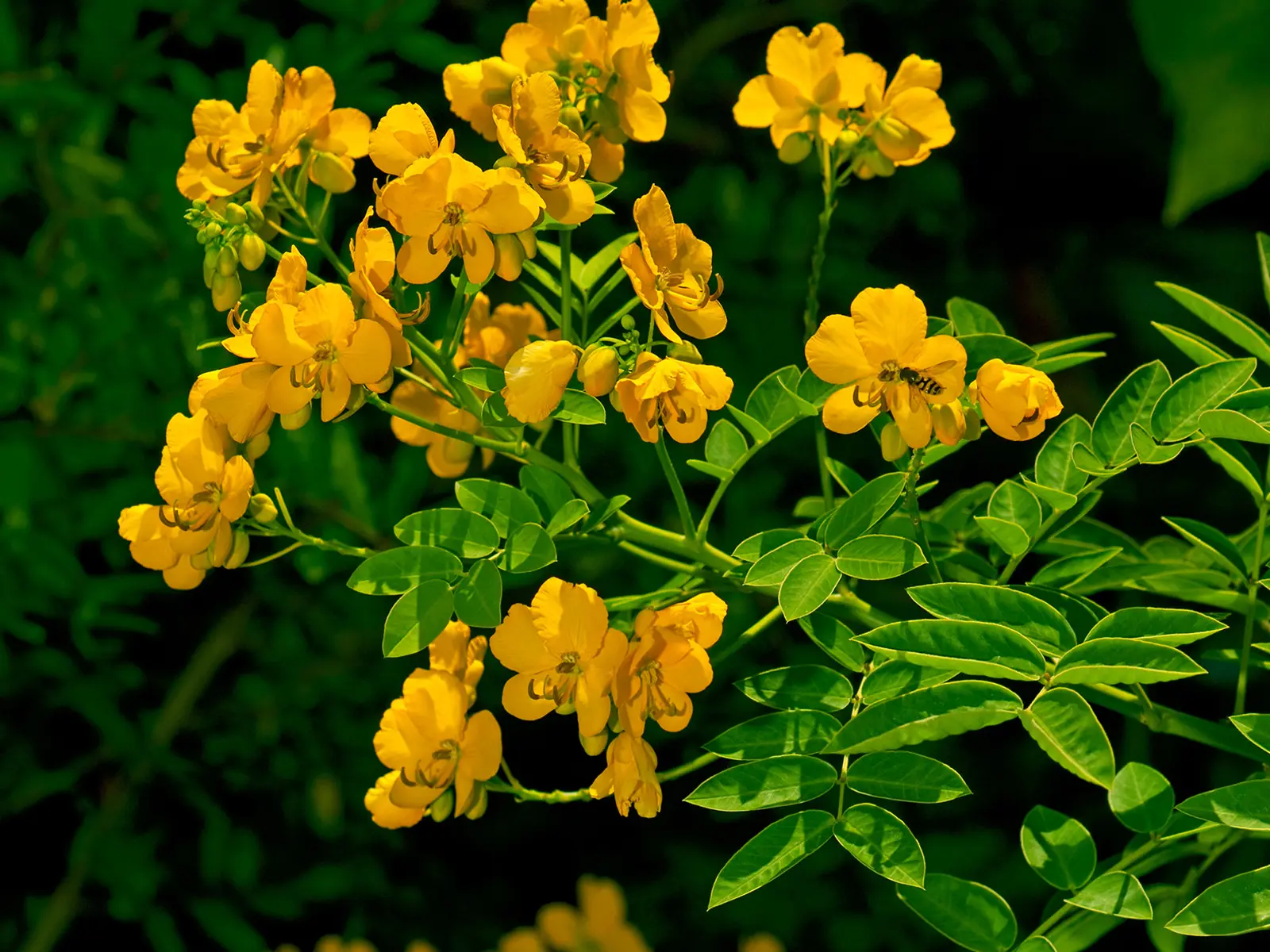 Senna-Cassia-angustifolia.jpg