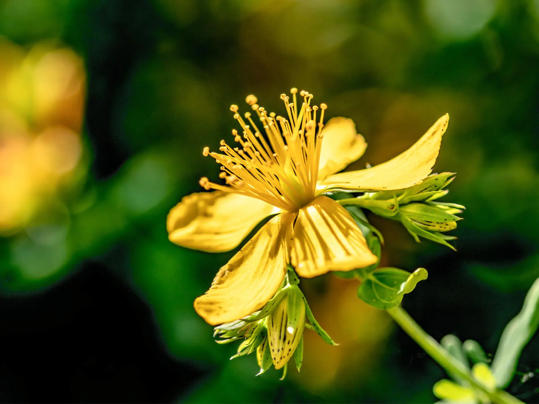 24. Juni - Die Bedeutung und der Ursprung des Johannistags 24. Juni - Die Bedeutung und der Ursprung des Johannistags