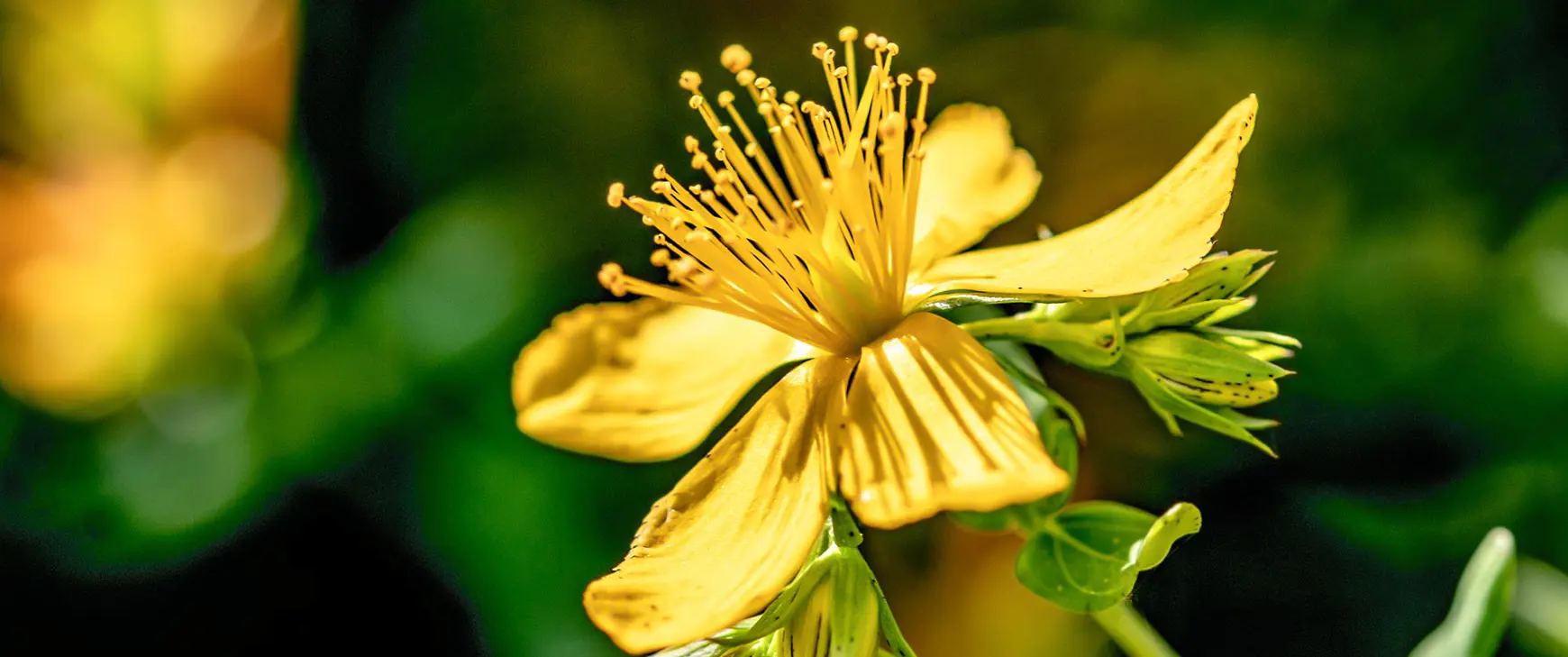 Blogbeitrag Johannistag Hypericum.jpg
