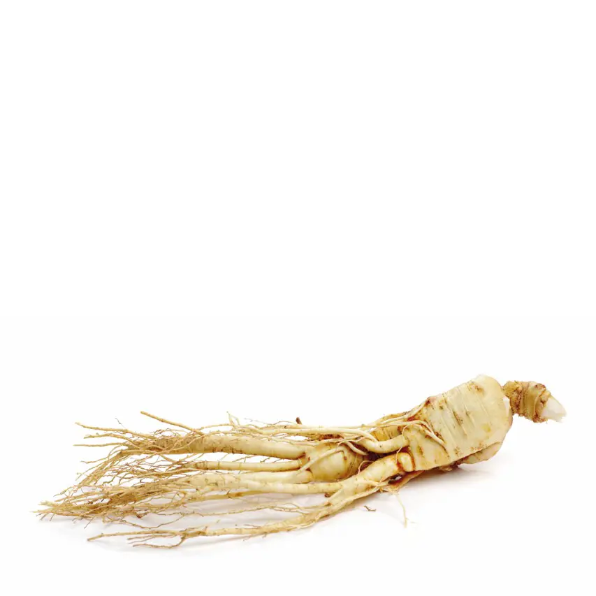 Bild1 Ginseng .jpg