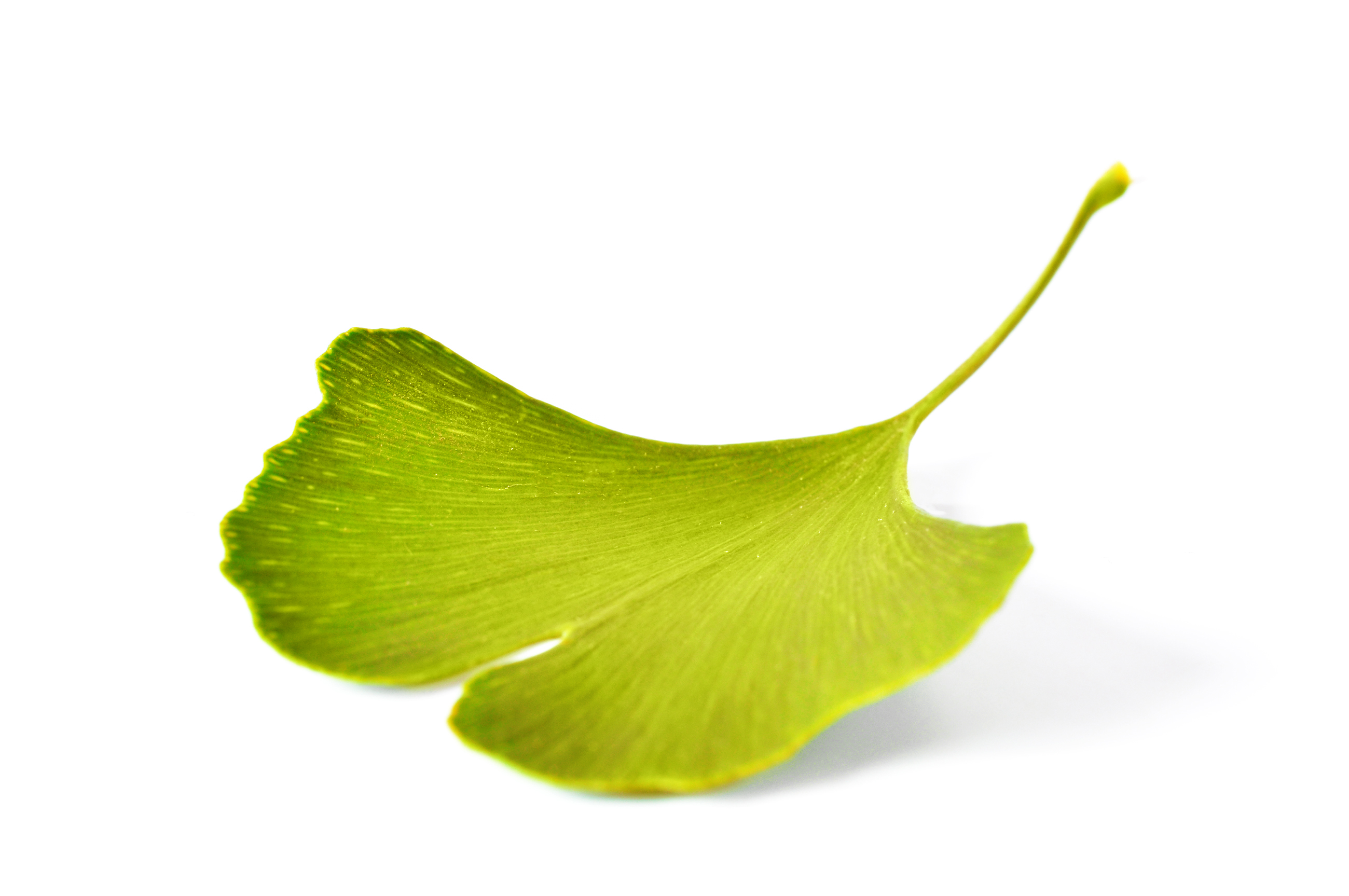 Ginkgo