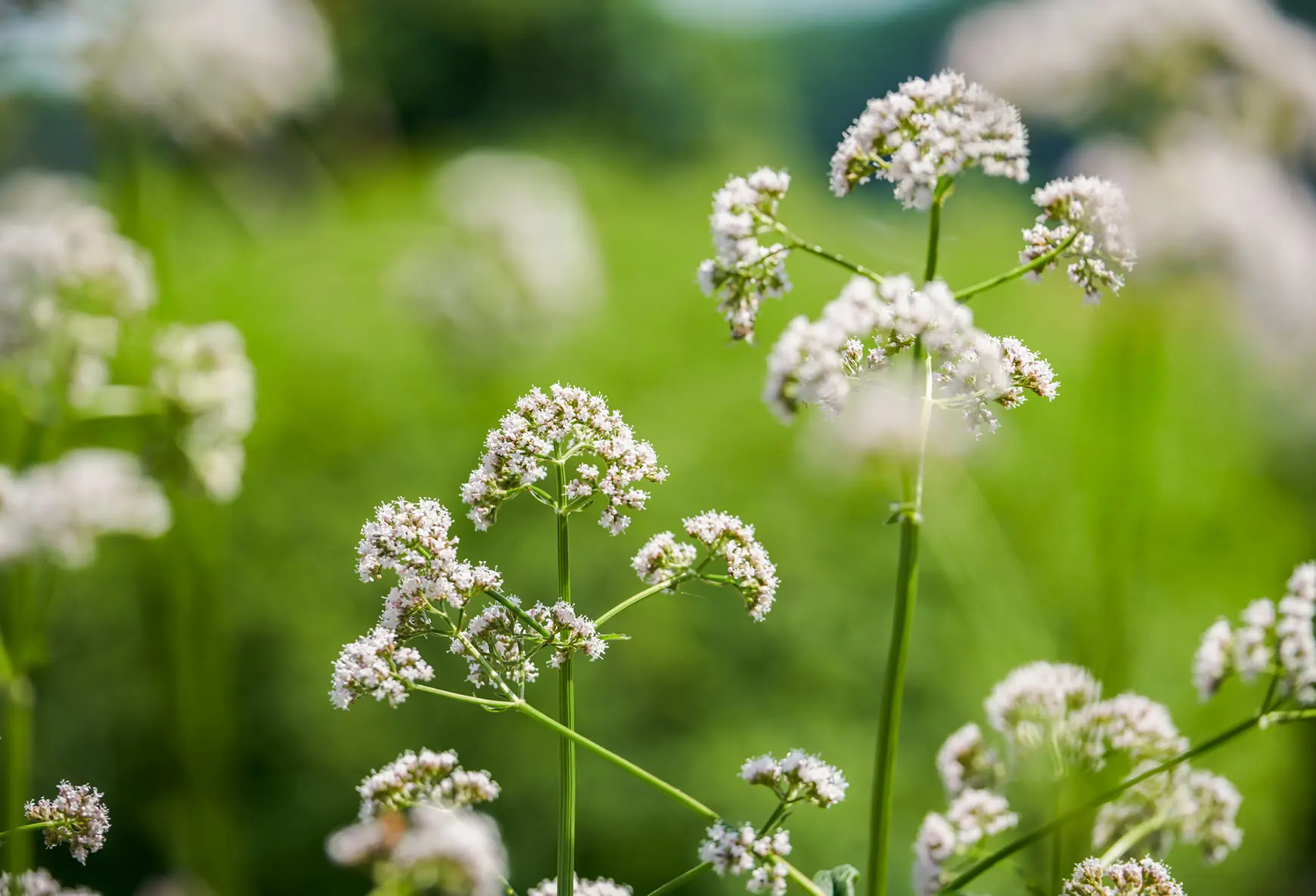 Baldrian - Valeriana officinalis.jpg