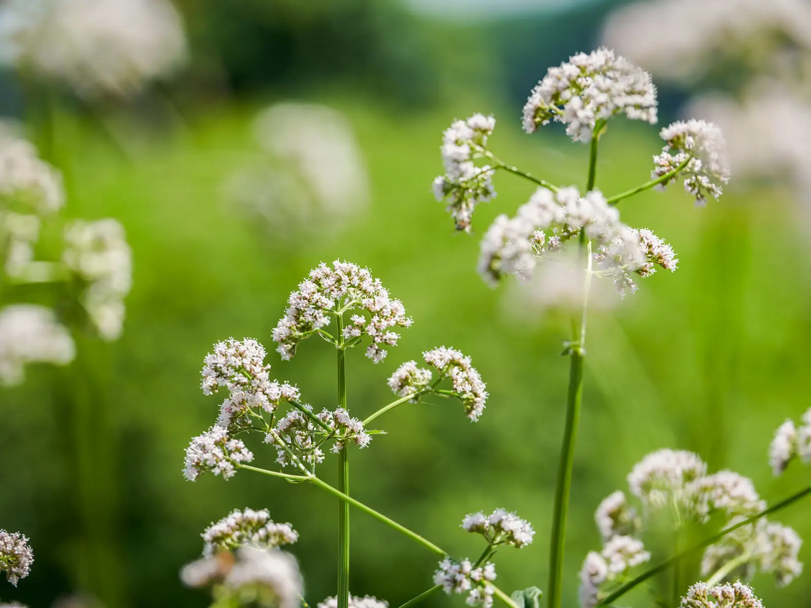 Baldrian - Valeriana officinalis.jpg