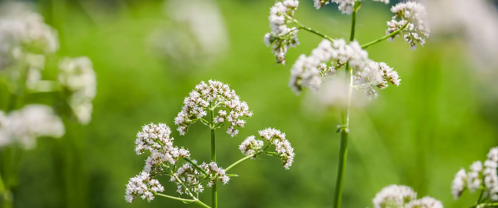 Baldrian - Valeriana officinalis.jpg