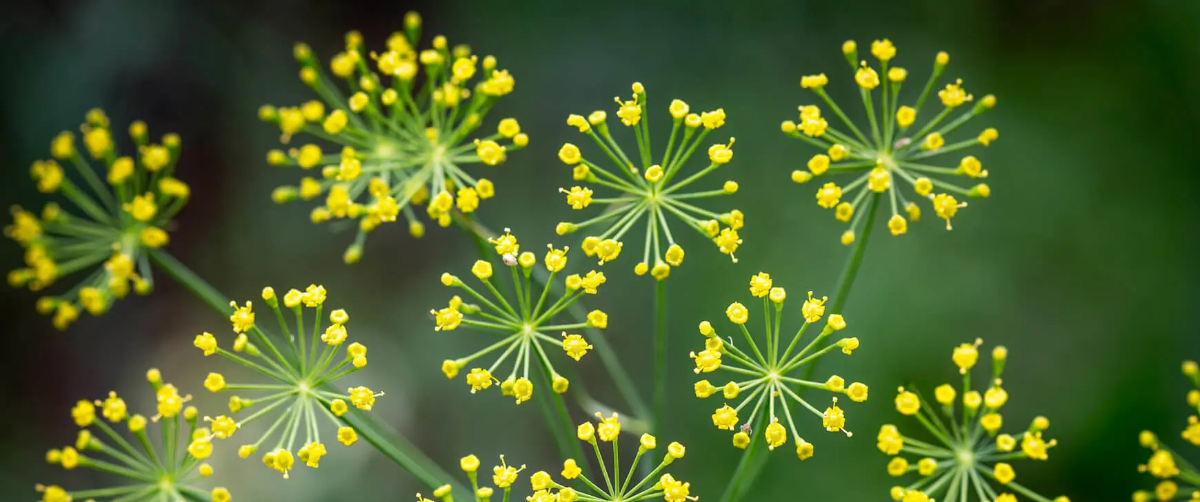 Moderne-Pflanzenheilkunde-Phytotherapie.jpg