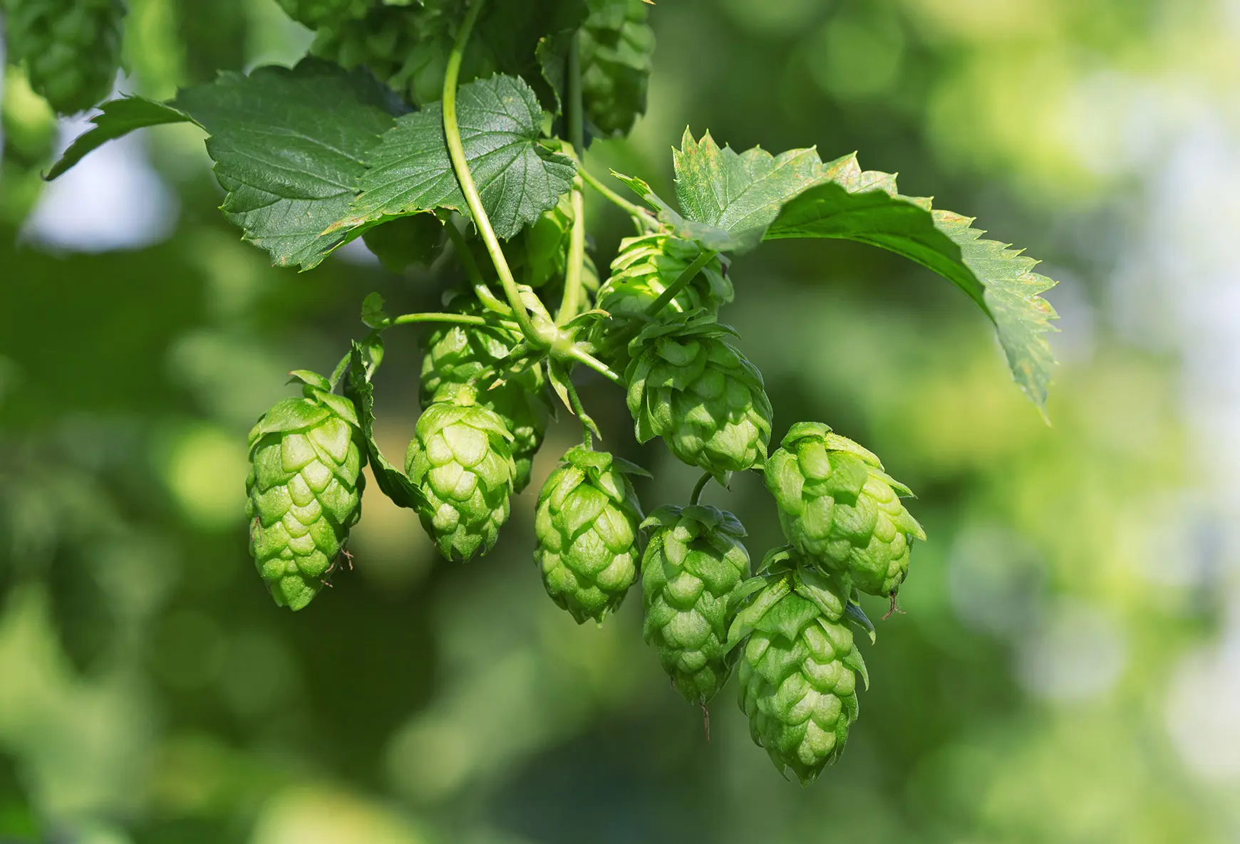 Echter Hopfen