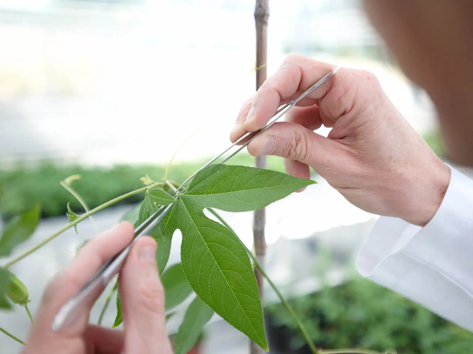 Von-der-Pflanze-bis-zum-Arzneimittel.jpg (2)