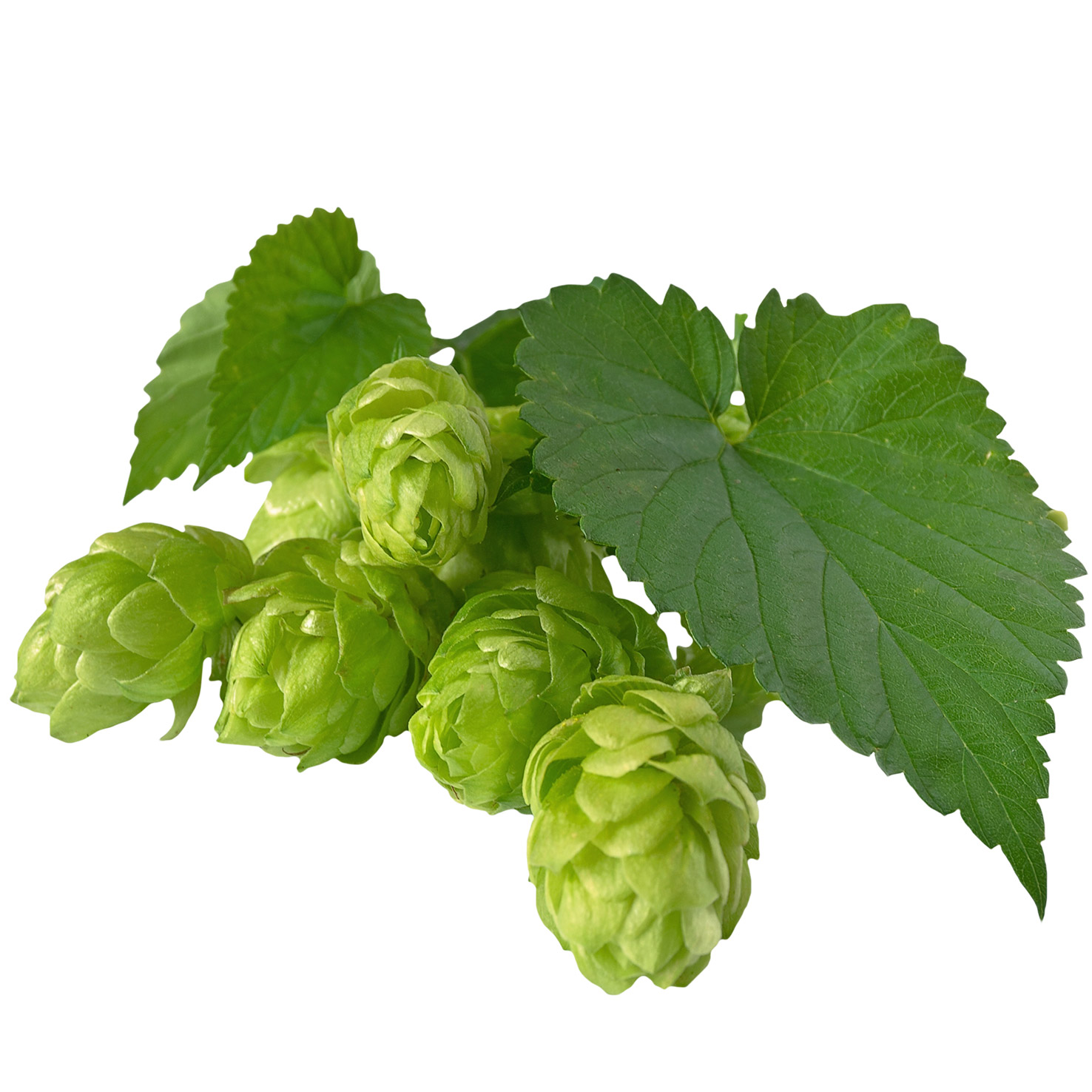 Arzneipflane-Hopfen-Humulus-l.jpg