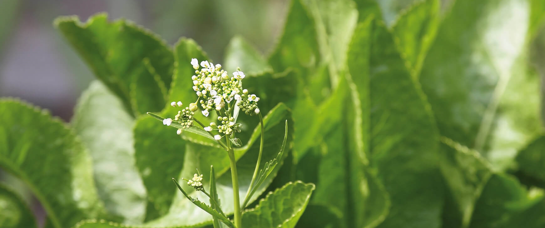 Raifort(Armoracia rusticana)