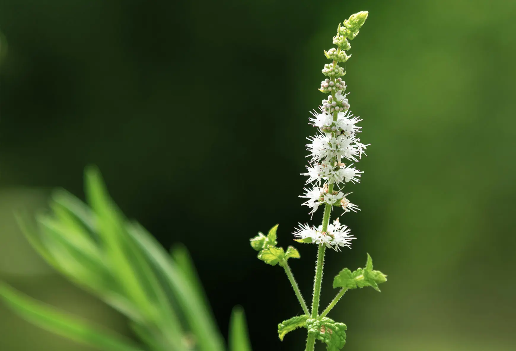 Traubensilberkerze Cimicifuga racemosa