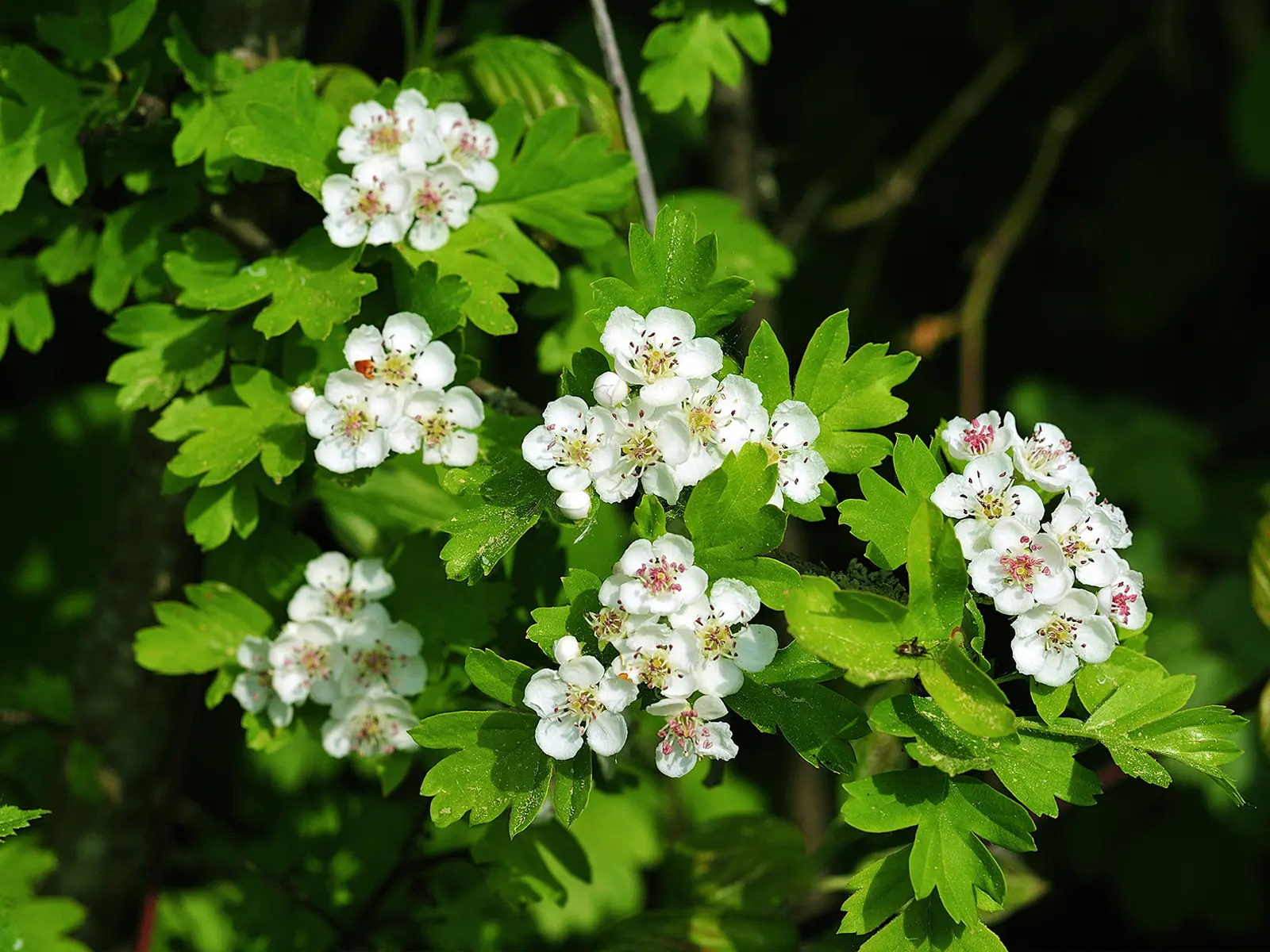 Weissdorn-Crataegus-monogyna.jpg